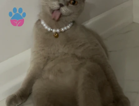 Scottish Fold Kedimize Erkek Eş arıyoruz