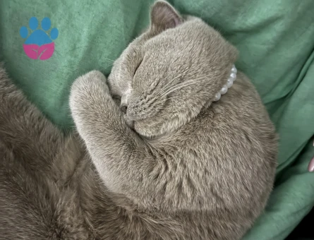 Scottish Fold Kedimize Erkek Eş arıyoruz