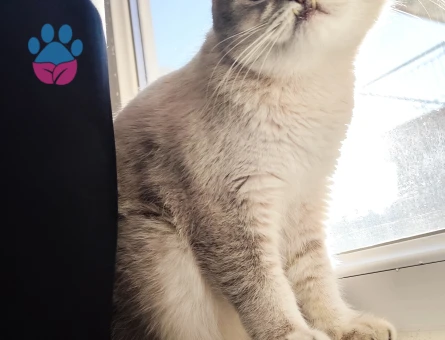 Britihs shothair kedime eş arıyorum