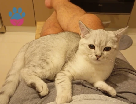 9 aylık British Damat