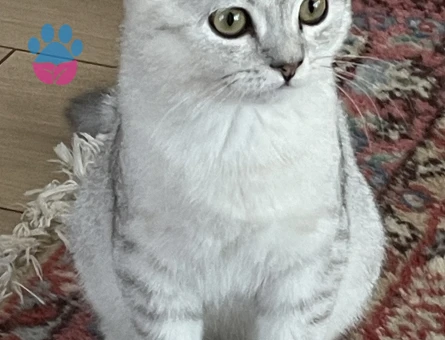 9 aylık British Damat