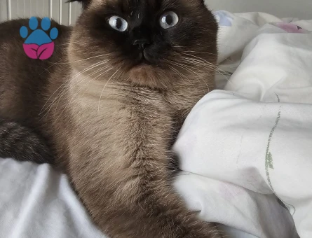 Scottish Fold Moka eş arıyor