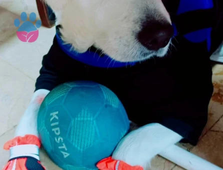 Golden retrewier 2 Yaşında Eş Arıyoruz