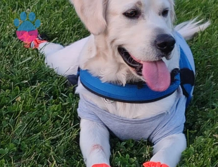 Golden retrewier 2 Yaşında Eş Arıyoruz