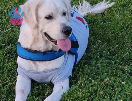 Golden retrewier 2 Yaşında Eş Arıyoruz