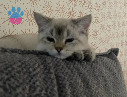 Blue point erkek kedim için eş arıyorum