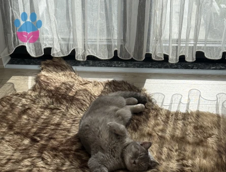 British Shorthair Eva Eş Arıyor