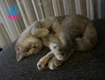 British Shorthair Eva Eş Arıyor