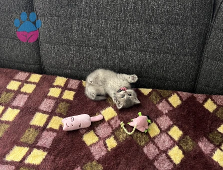 British Shorthair Eva Eş Arıyor