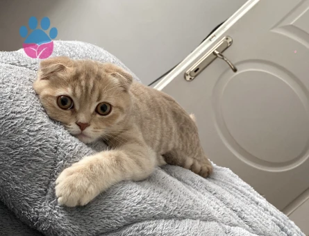 Prense prenses arıyoruz