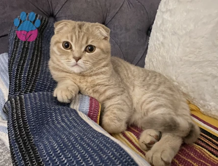 Prense prenses arıyoruz