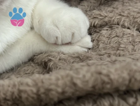 British Shorthair Kaymak kızımız eş arıyor