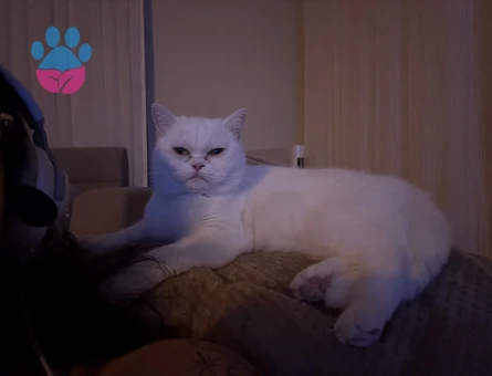 British Shorthair Kaymak kızımız eş arıyor