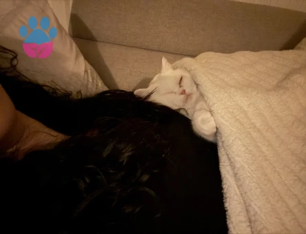 British Shorthair Kaymak kızımız eş arıyor