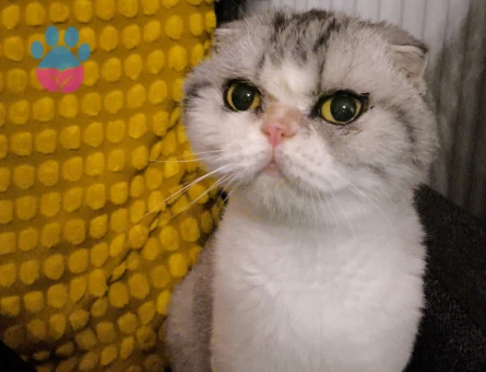 Scottish Fold Kedime Eş arıyorum.