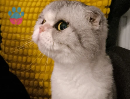 Scottish Fold Kedime Eş arıyorum.