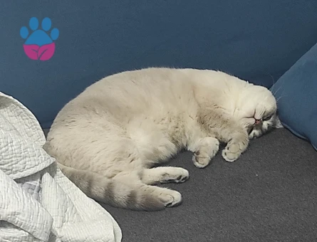 Yakışıklı prensime  prenses arıyorum