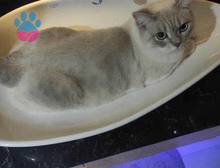 Yakışıklı prensime  prenses arıyorum