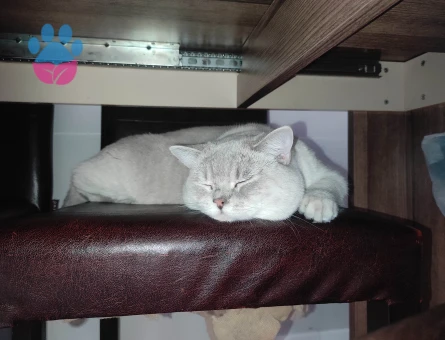 Yakışıklı prensime  prenses arıyorum