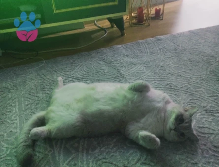 Yakışıklı prensime  prenses arıyorum