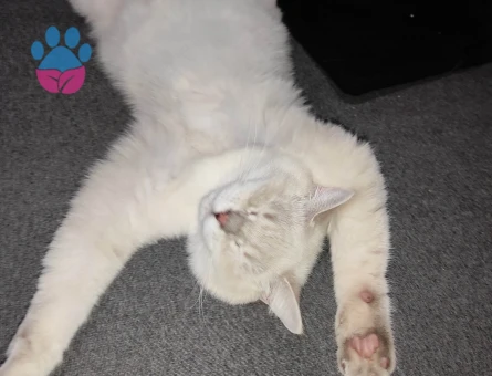 Yakışıklı prensime  prenses arıyorum