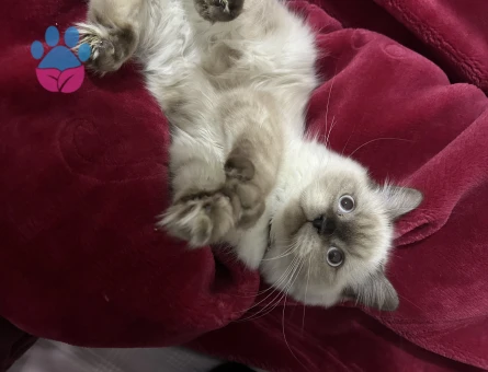 Kedime eş arıyorum