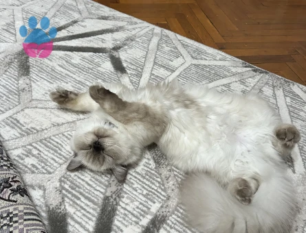 Kedime eş arıyorum