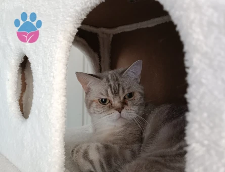 İki cins dişi kedime erkek kedi arıyorum