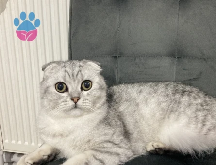 Paşaya eş arıyoruz