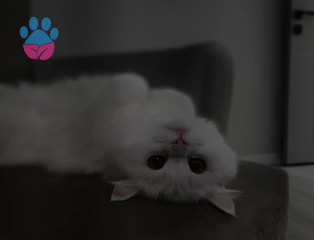 KIZIM LİSA İÇİN  SCOTTİSH FOLD CİNSİ ERKEK ARIYORUZ