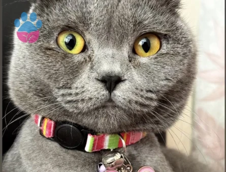 Tüm Aşıları Tam EKSİKSİZ kızıma erkek eş arıyorum