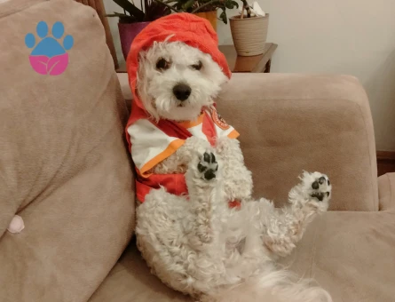 1.5 yaşında paddle erkek