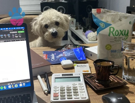 Maltese terriere oğlum için eş adayı arıyoruz