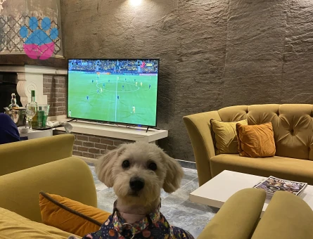 Maltese terriere oğlum için eş adayı arıyoruz