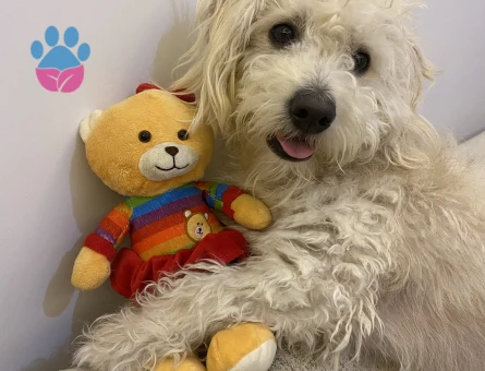 Maltese terriere oğlum için eş adayı arıyoruz