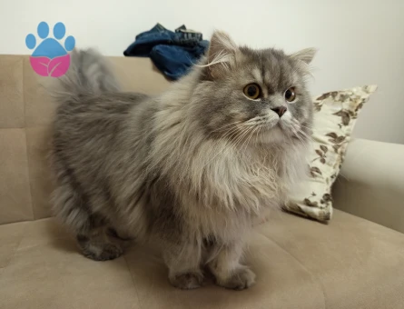 British long hair silver erkek