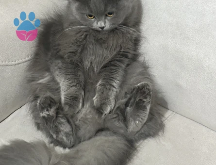British Longhair 1 Yaşında Kedim Eş Arıyor