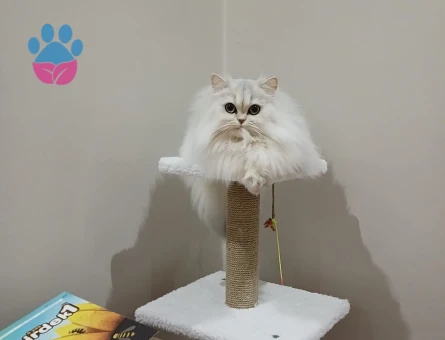 British longhair 3 Yaşında Eş Arıyorum