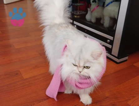 British longhair 3 Yaşında Eş Arıyorum