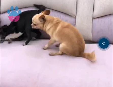 Chihuahua Kızımıza Eş Arıyoruz 3 Yaşında