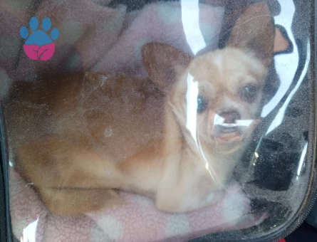 Chihuahua Kızımıza Eş Arıyoruz 3 Yaşında