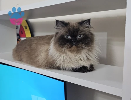 British Longhair Blue Point eş arıyor