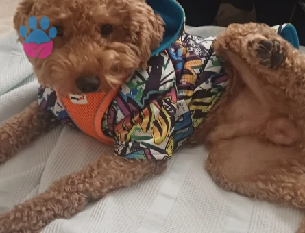 1 yaşındaki erkek 7 kilo toy podlemiz leoya eş arıyoruz