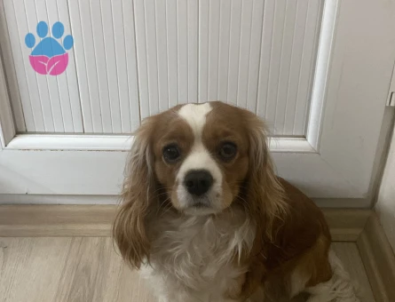 Cavalier King Charles 2 Yaşında Köpeğime Eş Arıyorum
