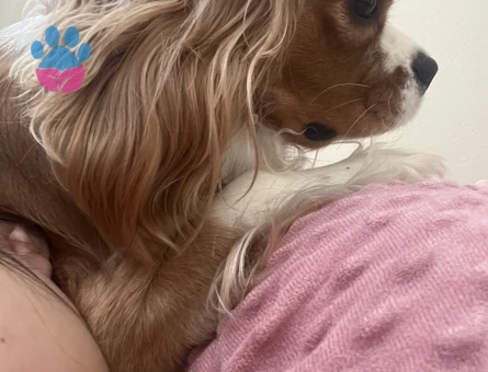 Cavalier King Charles 2 Yaşında Köpeğime Eş Arıyorum