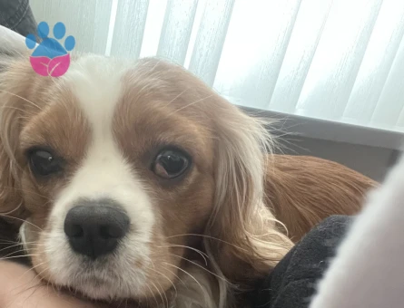 Cavalier King Charles 2 Yaşında Köpeğime Eş Arıyorum