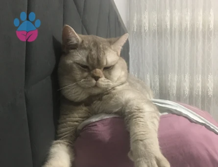 British Shorthair Kedim Kızgınlıkta