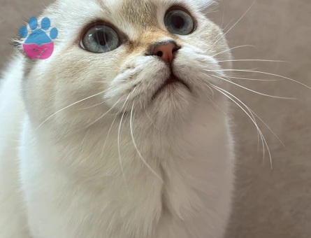 Orjinal Scottish Fold  2.5 Yaşında Erkek Kedi