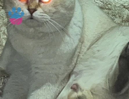 Orjinal Scottish Fold  2.5 Yaşında Erkek Kedi