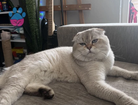 Orjinal Scottish Fold  2.5 Yaşında Erkek Kedi